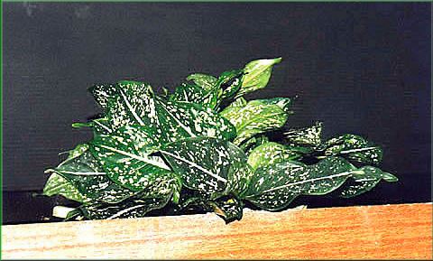 Aglaonema costata