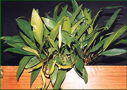 Anubias afzelii - anubis Afzelův