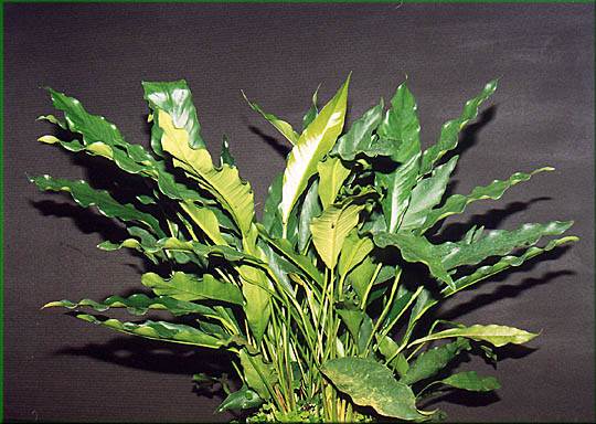 Anubias heterophylla - anubis rznolist