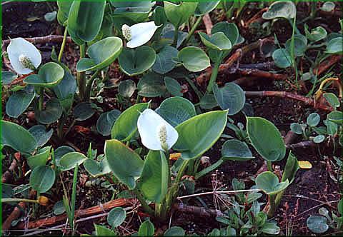 Calla palustris - blk bahenn