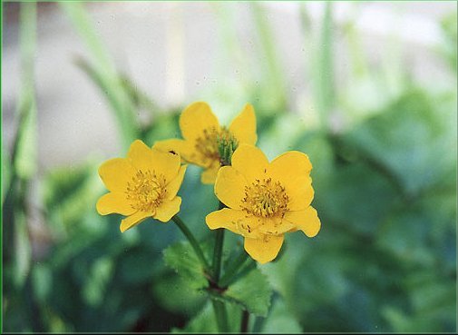 Caltha palustris - blatouch