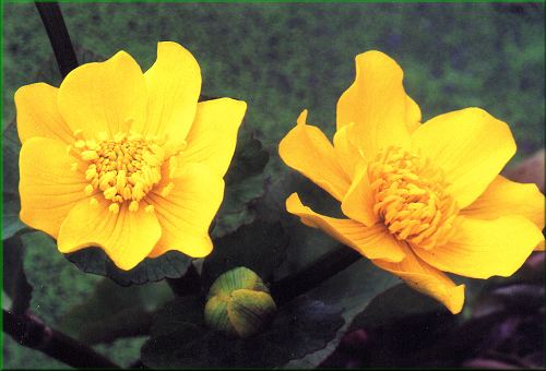 Caltha palustris 'Erlenbruch'- blatouch