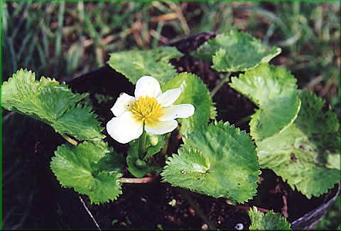 Caltha palustris var. alba - blatouch