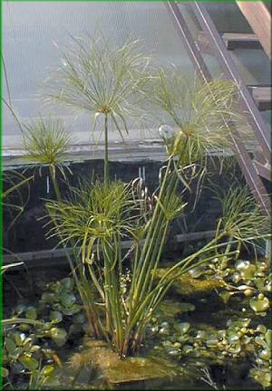 Cyperus papyrus - chor paprodrn