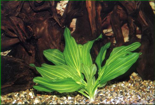 Echinodorus argentinensis