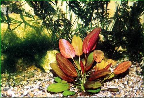 Echinodorus 'Beauty Red' - 2x erven