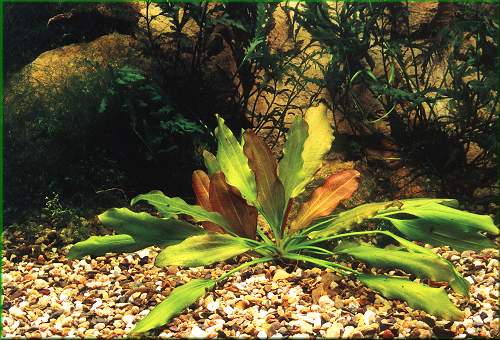 Echinodorus 'Rosae'