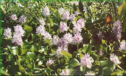 Eichhornia crassipes - tokozelka, vodn hyacint