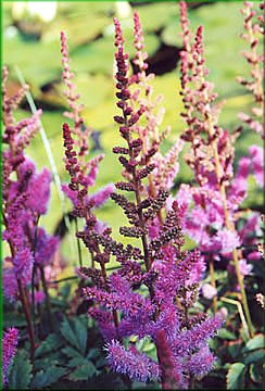 Filipendula rubra 'Venustus' - tuebnk