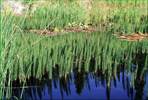 Hippuris vulgaris - prustka