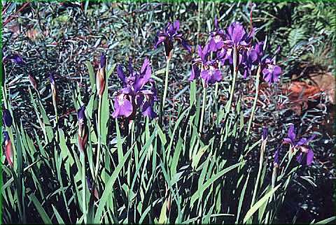Iris sibirica - kosatec sibisk