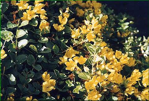 Lysimachia nummularia - vrbina penzkov