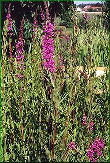 Lythrum salicaria - kyprej obecn