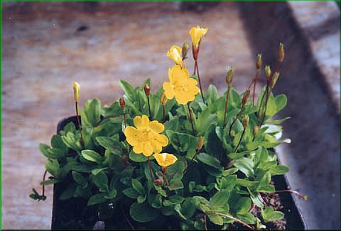 Mimulus primuliflora - kejklka