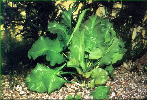 Nuphar japonicum - japonsk stulk 