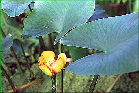 Nuphar japonicum 'Red' - japonsk stulk erven