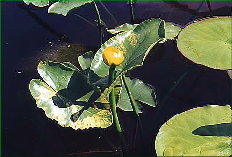 Nuphar japonicum 'Red' - japonsk stulk erven