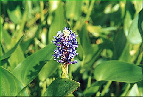 Pontederia cordata - modrska srdit