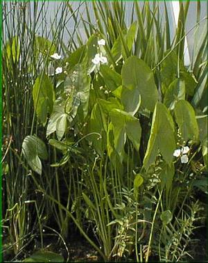 Sagittaria latifolia - patka irolist