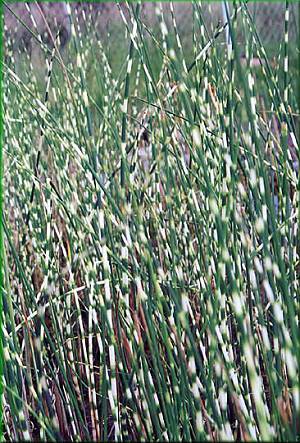 Scirpus tabernaemontanii 'Zebrinus' - skpinec dvoublizn