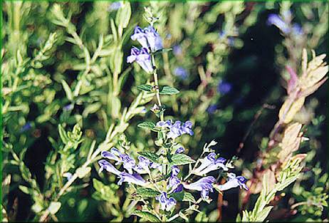 Scutellaria galericauda