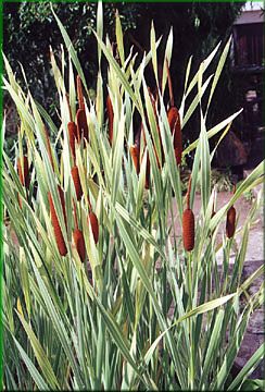 Typha latifolia 'Variegata' - orobinec