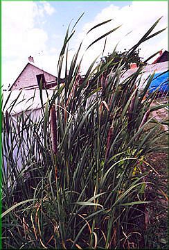 Typha shuttleworthii - orobinec