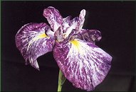 Iris kaempferi 'Director Quenet'