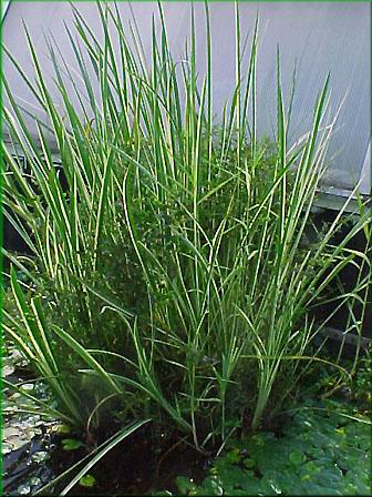 Acorus calamus 'Variegatus' - pukvorec obecn