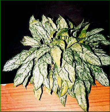 Aglaonema 'Borneo'