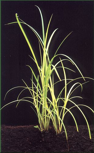 Carex riparia Aurea - ostice poben zlat