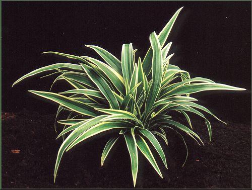 Chlorophytum bichetii