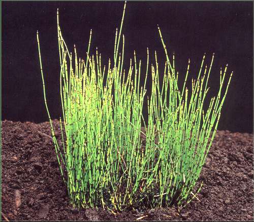 Equisetum variegatum - peslika pestr 