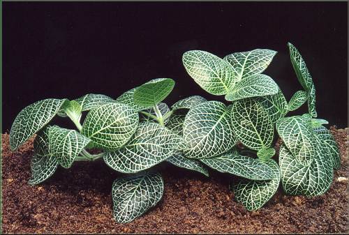 Fittonia verschaffeltii cv."Pearcei"