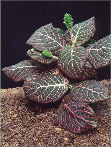 Fittonia verschaffeltii var. argyroneura