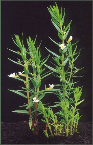 Gratiola officinalis - konitrud lkask