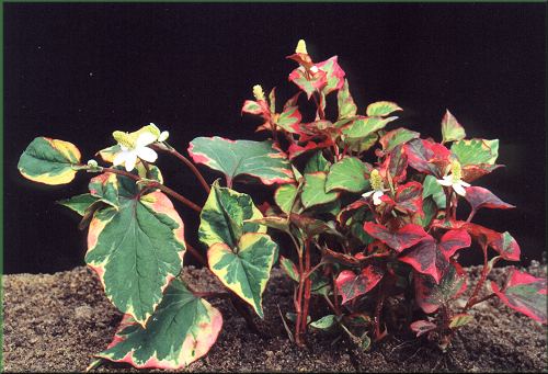 Houttuynia cordata 'Chameleon' - toule srdit