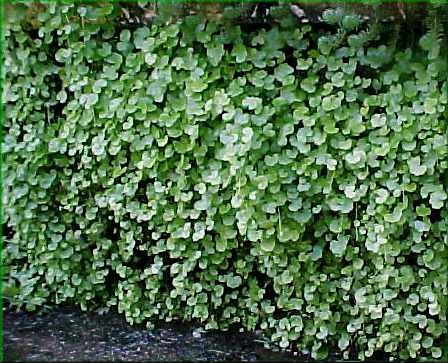 Hydrocotyle sibthropoides - pupenk nejmen