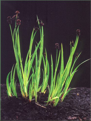 Juncus ensifolius - stina meolist