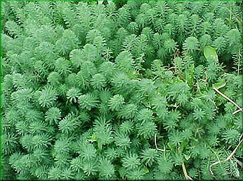 Myriophyllum aquaticum - stolstek vodn