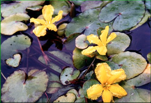 Nymphoides peltata - plavn ttnat