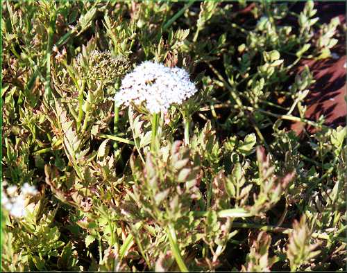 Oenanthe javanica 'Flamingo' - halucha