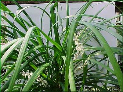 Ophiopogon jaburan