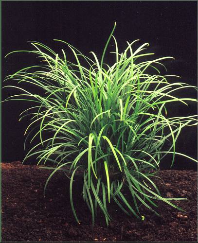 Ophiopogon japonicus - sedoulek japonský