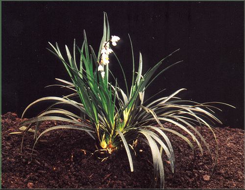 Ophiopogon planiscapus 'Nigrescens' - "ern trva"