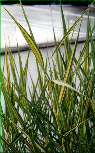 Phragmites australis Variegatus - rkos