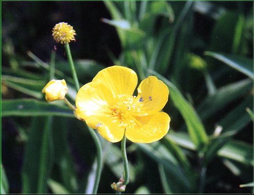 Ranunculus linqua Grandiflorus - pryskynk velik