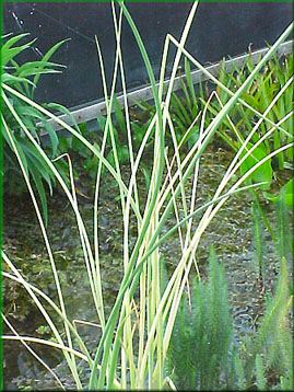 Scirpus tabernaemontanii 'Albescens' - skpinec dvoublizn