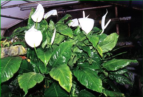 Spathiphyllum (blandum?) - toulcovka