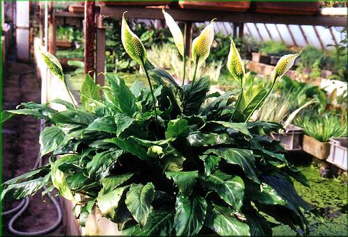 Spathiphyllum wallisii - toulcovka kolumbijská